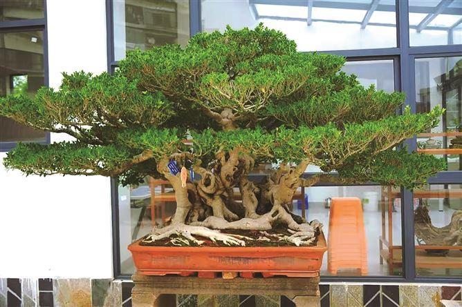 全国首座闽派盆景主题公园开放,近500盆精品展现非遗技艺 全国首座闽派盆景主题专类公园开放