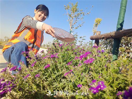 江苏徐州岗楼村:花木产业点亮“花样生活”(图1) 江苏徐州岗楼村:花木产业点亮“花样生活”(图1)