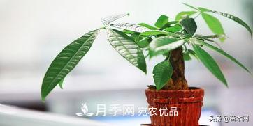 家里选择这几种花木,与什么风格都搭配(图3) 家里选择这几种花木,与什么风格都搭配(图3)
