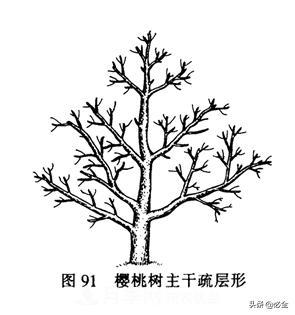 苗木的树形怎么区分?(图1) 苗木的树形怎么区分?(图1)