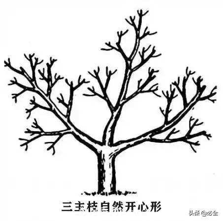 苗木的树形怎么区分?(图4) 苗木的树形怎么区分?(图4)
