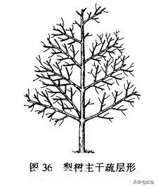 苗木的树形怎么区分?(图2) 苗木的树形怎么区分?(图2)