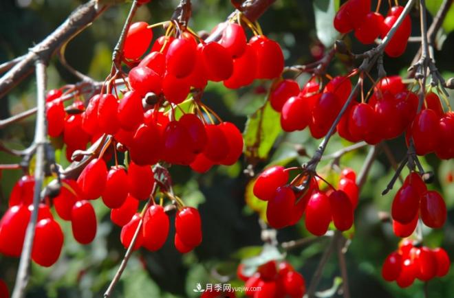河南西峡:美丽乡村绿水青山“变现”金山银山(图1) 河南西峡:美丽乡村绿水青山“变现”金山银山(图1)
