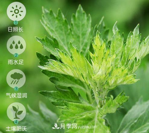 南阳市开展艾草基因组测序研究(图1) 南阳市开展艾草基因组测序研究(图1)