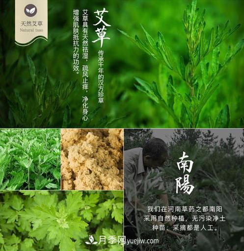南阳市开展艾草基因组测序研究(图2) 南阳市开展艾草基因组测序研究(图2)