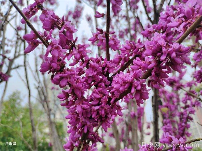 15种常见先花后叶植物汇总(图4) 15种常见先花后叶植物汇总(图4)