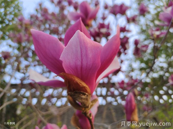 15种常见先花后叶植物汇总(图2) 15种常见先花后叶植物汇总(图2)