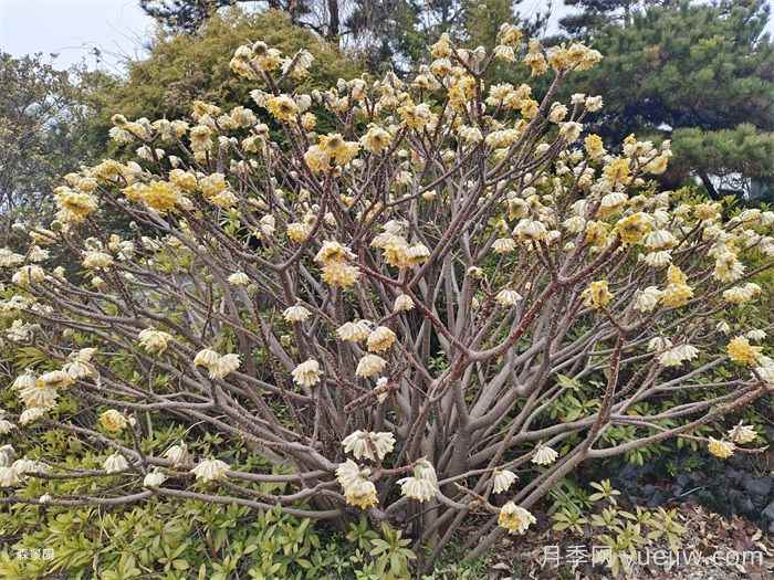 15种常见先花后叶植物汇总(图3) 15种常见先花后叶植物汇总(图3)