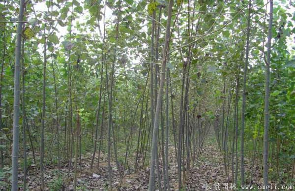 杨树苗图片杨树苗基地实拍 杨树苗图片杨树苗基地实拍