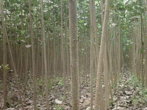 杨树苗图片杨树苗基地实拍 杨树苗图片杨树苗基地实拍