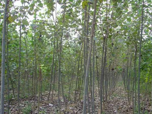 杨树苗图片杨树苗基地实拍 杨树苗图片杨树苗基地实拍