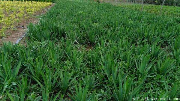 剑麻小苗图片基地实拍 剑麻小苗图片基地实拍