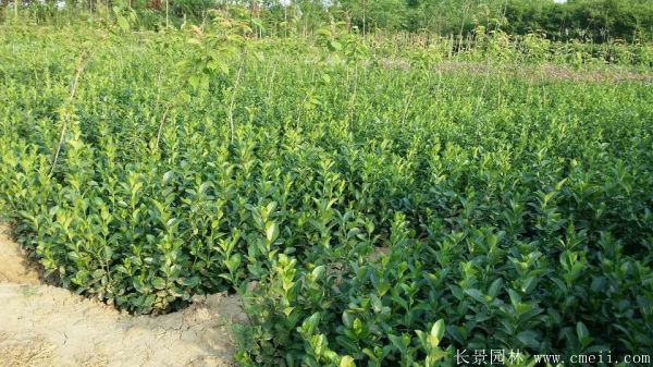卫矛图片基地实拍 卫矛图片基地实拍