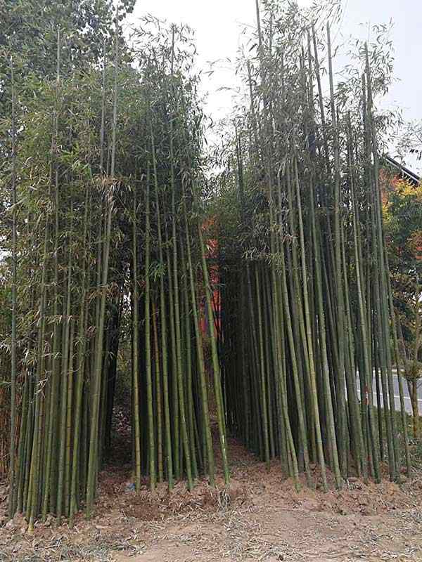 刚竹苗竹子 刚竹苗竹子