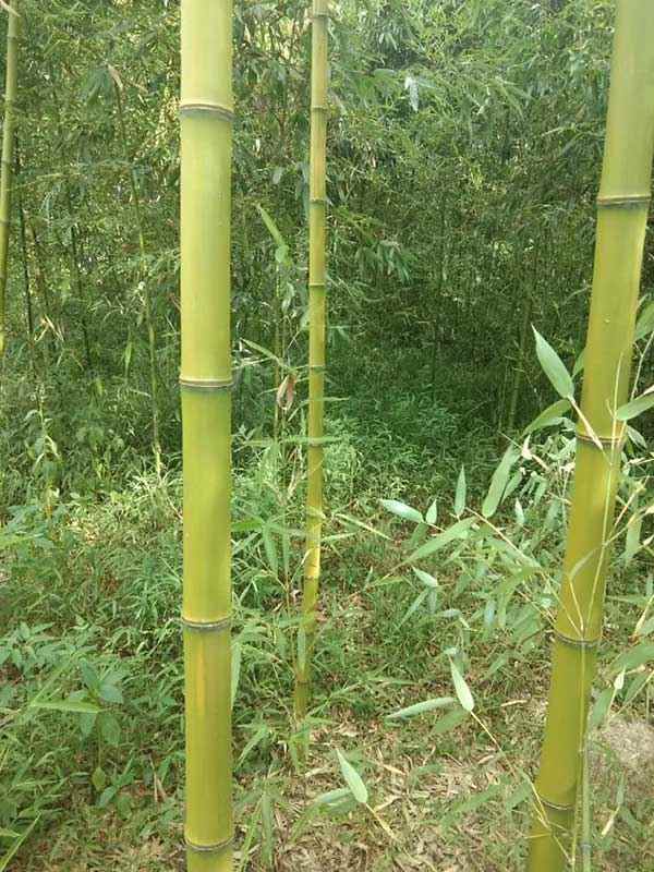 刚竹苗竹子 刚竹苗竹子