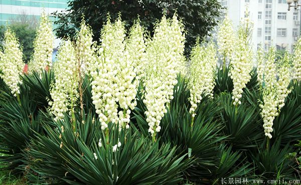 剑麻小苗图片基地实拍 剑麻小苗图片基地实拍