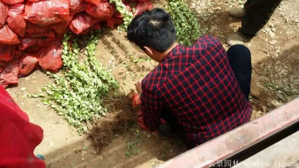 卫矛图片基地实拍 卫矛图片基地实拍