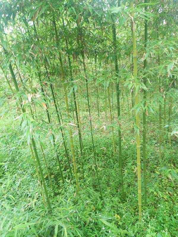 唐竹竹苗 唐竹竹苗