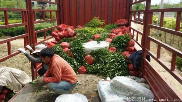 卫矛图片基地实拍 卫矛图片基地实拍
