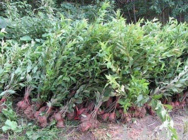 红王子锦带图片基地实拍 红王子锦带图片基地实拍