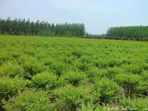 卫矛图片基地实拍 卫矛图片基地实拍