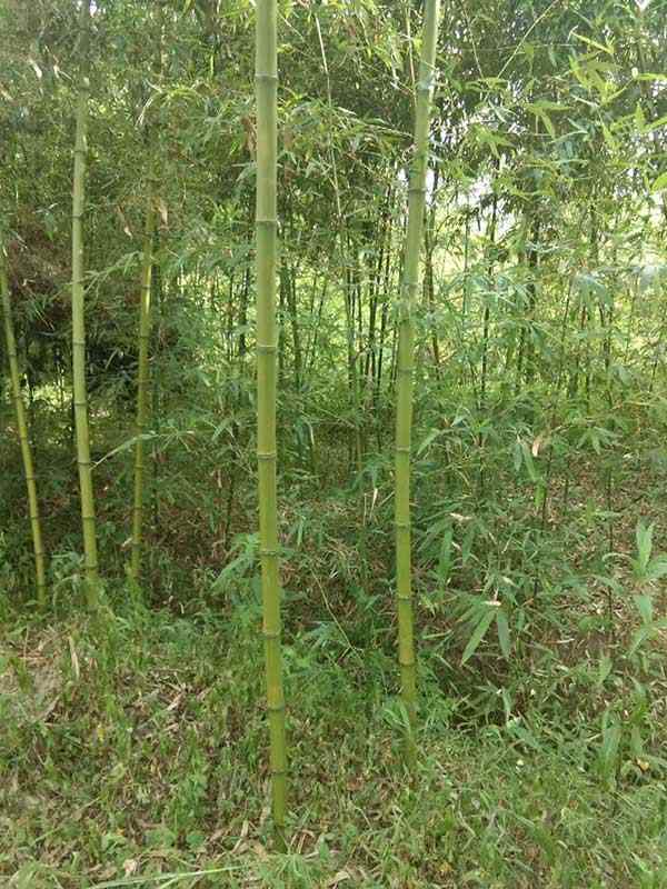 唐竹竹苗 唐竹竹苗