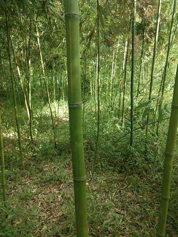 唐竹竹苗 唐竹竹苗