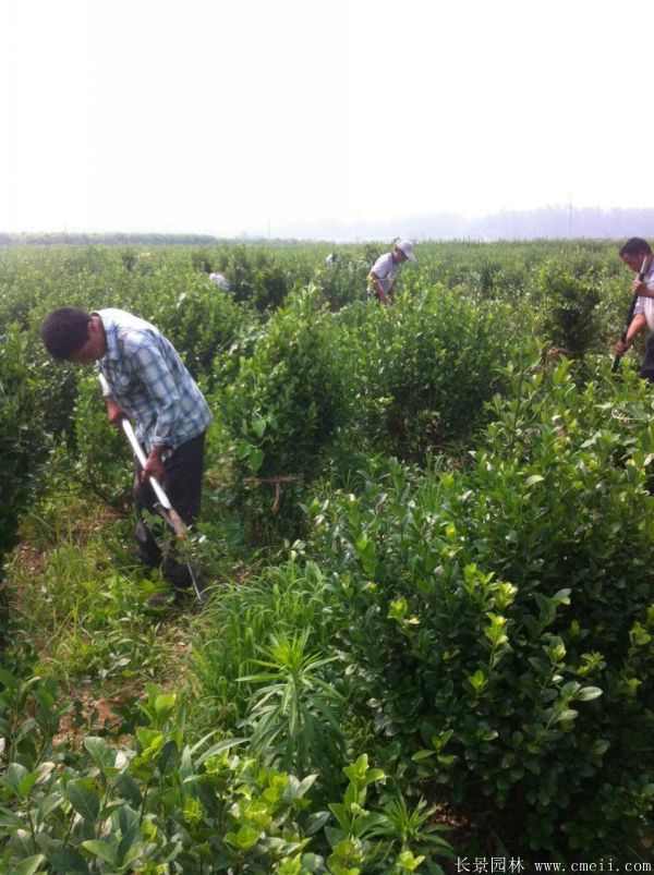 卫矛图片基地实拍 卫矛图片基地实拍