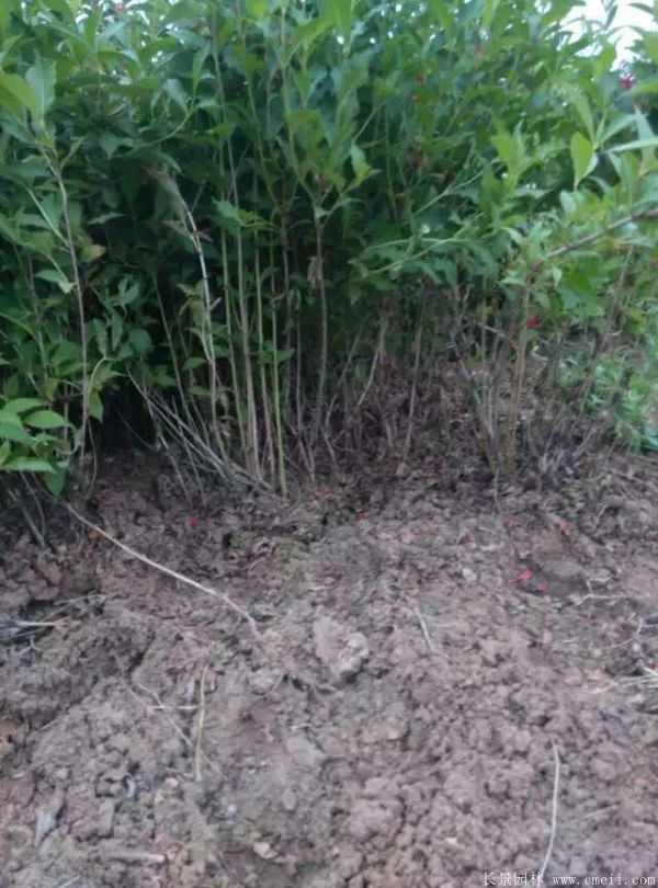 红王子锦带图片基地实拍 红王子锦带图片基地实拍