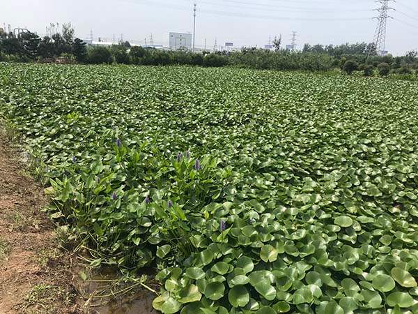 睡莲苗基地