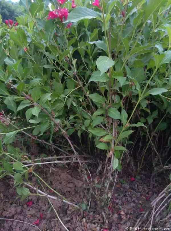 红王子锦带图片基地实拍 红王子锦带图片基地实拍
