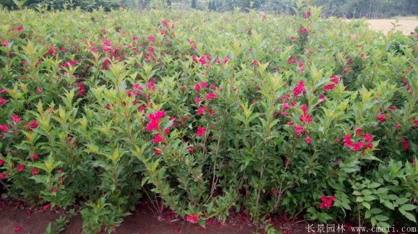 红王子锦带图片基地实拍 红王子锦带图片基地实拍