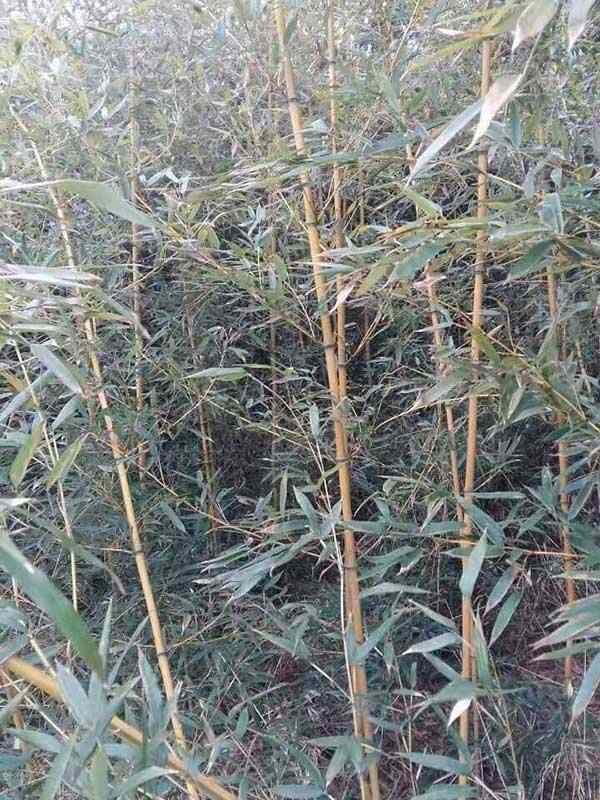 黄槽竹竹苗 黄槽竹竹苗