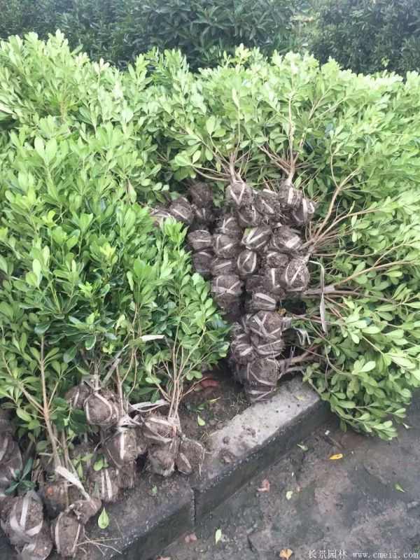 海桐图片基地实拍 海桐图片基地实拍