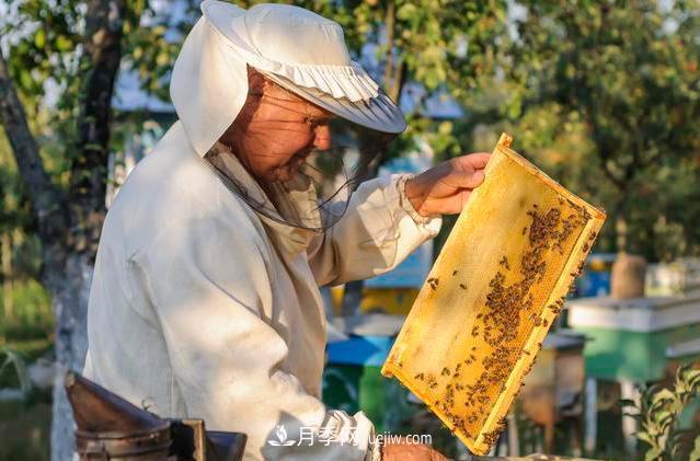 跌落神坛的土蜂蜜土特产(图2) 跌落神坛的土蜂蜜土特产(图2)