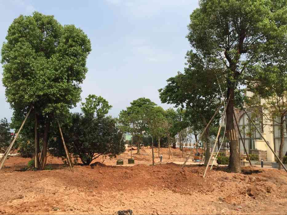 专业园林绿化工程服务商助力高新技术企业厂区环境建设