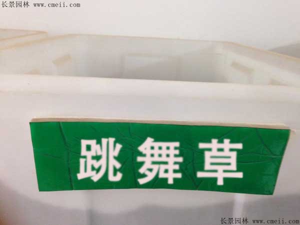 跳舞草种子图片