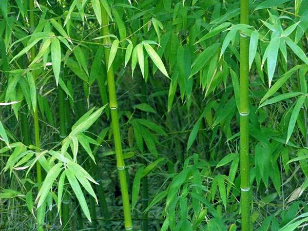 竹子竹苗 竹子竹苗