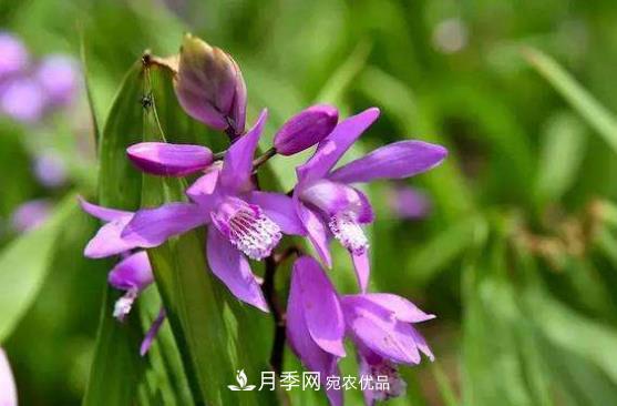 南阳市创建中药材种植示范基地(图3) 南阳市创建中药材种植示范基地(图3)