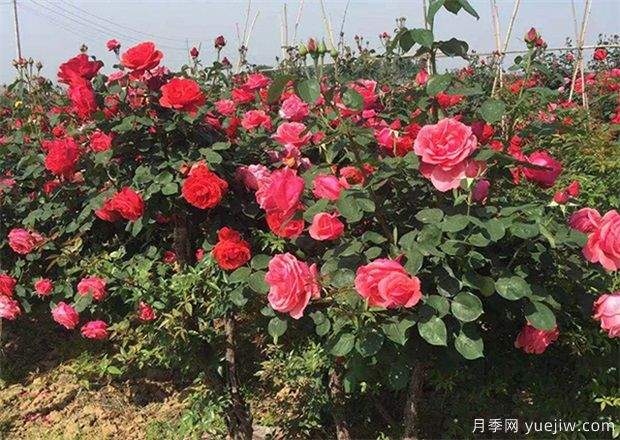 苗木人到南阳实地考察月季,许多人因此发家致富(图1) 苗木人到南阳实地考察月季,许多人因此发家致富(图1)