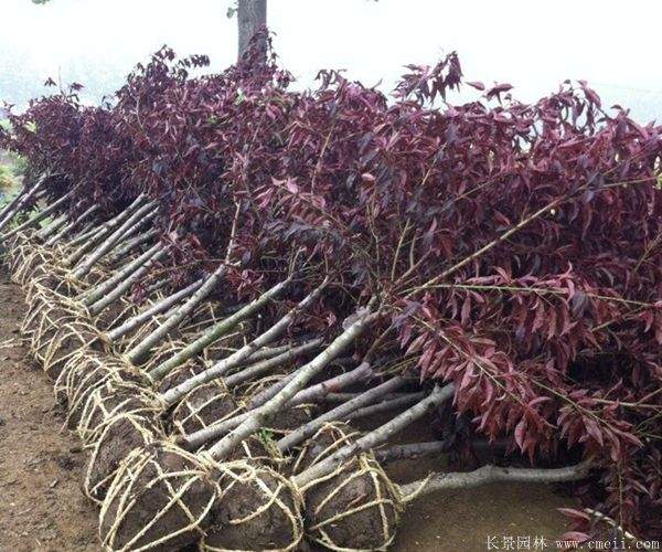 红叶碧桃图片红叶碧桃基地实拍 红叶碧桃图片红叶碧桃基地实拍