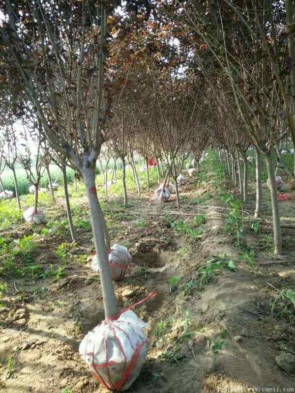 红叶碧桃图片红叶碧桃基地实拍 红叶碧桃图片红叶碧桃基地实拍