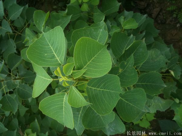 红乌桕图片红乌桕基地实拍 红乌桕图片红乌桕基地实拍
