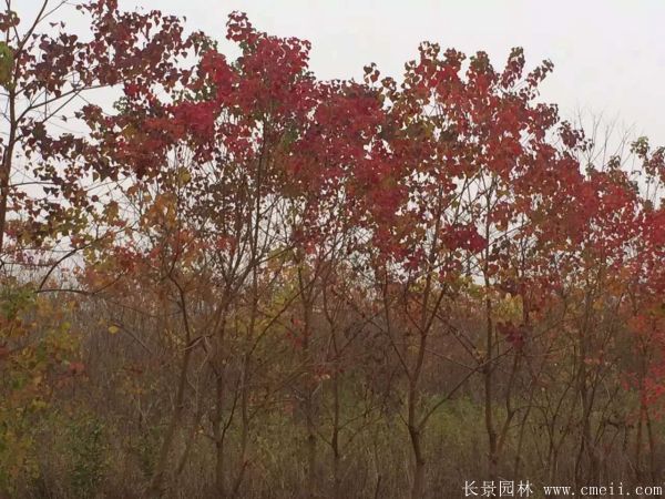红乌桕图片红乌桕基地实拍 红乌桕图片红乌桕基地实拍