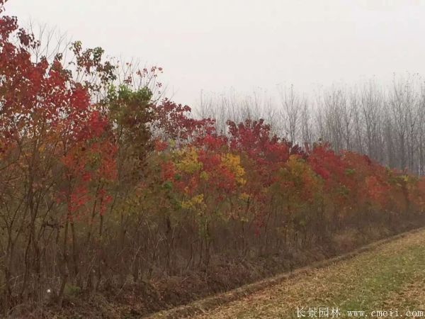 红乌桕图片红乌桕基地实拍 红乌桕图片红乌桕基地实拍