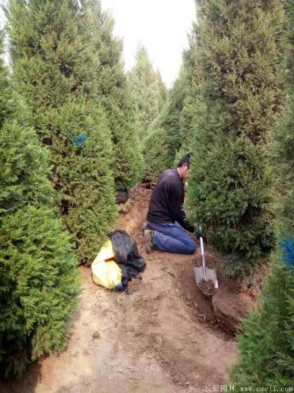 桧柏图片 桧柏图片