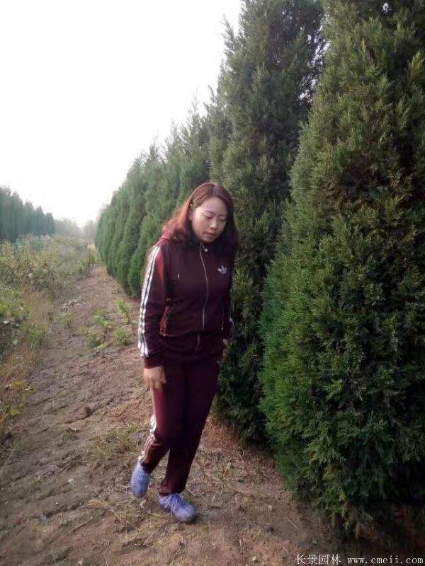 桧柏图片 桧柏图片