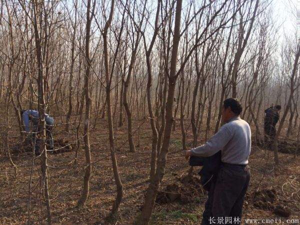 红乌桕图片红乌桕基地实拍 红乌桕图片红乌桕基地实拍