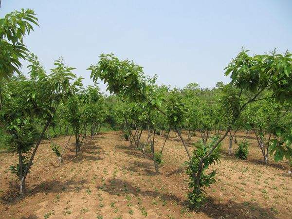 栗子树图片栗子树基地实拍 栗子树图片栗子树基地实拍