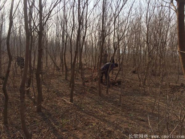 红乌桕图片红乌桕基地实拍 红乌桕图片红乌桕基地实拍